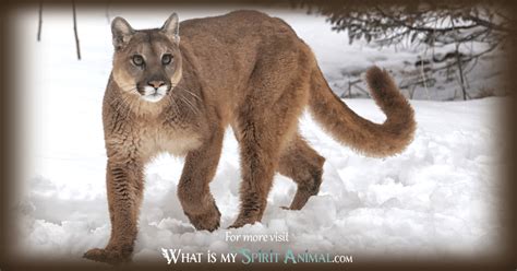 cougar meaninv|COUGAR .